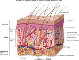 Skin Structure Google Search Kulit Kesehatan Gambar