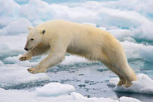 Their scientific name, ursus maritimus , means sea bear, according to the san diego zoo. Polar Bear Wikipedia