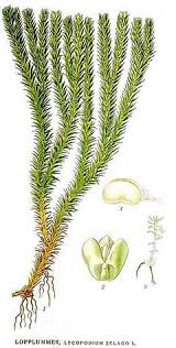 Image result for Lycopodium