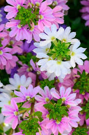 Image result for Goodeniaceae