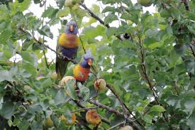 Maybe you would like to learn more about one of these? Wild Birds Snacking On Your Fruit Trees Try This Wellbeing Com Au