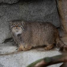 ‪Columbus Zoo | Pallas' Cat‬‏