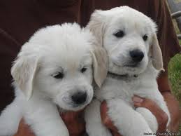 Pin On Cute Love Adorable