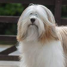 Founded and recognised by the uk kennel club in 1967 as the first breed club dedicated solely to tibetan terriers and as such we are recognised as the parent club. Tibetan Terrier Breeds A To Z The Kennel Club