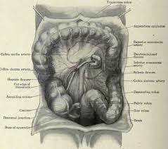 Pin On Anatomy