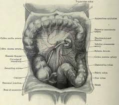 Maybe you would like to learn more about one of these? Anatomy Lower Left Abdomen Anatomy Drawing Diagram