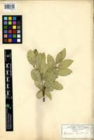 Image result for Maytenus undata