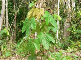 Image result for Macaranga