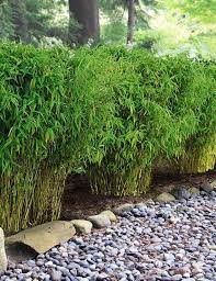 bambou de haie fargesia murielae haie vegetale persistante sol de jardin haie vegetale jardin asiatique