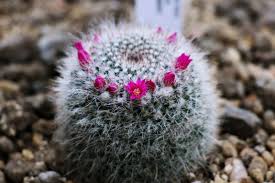 Saguaro cactus are found exclusively in the sonoran desert. What Cactus Fits Your Vibe