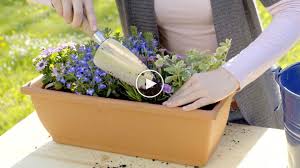 Video Blumenkasten Bepflanzen Clematis Pflanzen Blumenkasten Balkonkasten Bepflanzen