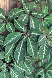 Image result for Parthenocissus