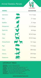 Animal Gestation Periods Veterinary Medicine Pet Vet Vet