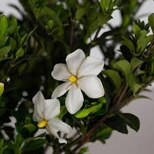 Image result for Gardenia imperialis