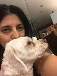 Lost pomeranian found safe in Colonie