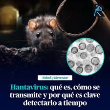HANTAVIRUS ℹ️ | Te contamos qué es, cómo se contagia, cuáles son los  síntomas y qué medidas de cuidado tenemos que tener en cuenta para la  prevención de esta enfermedad viral. Deslizá