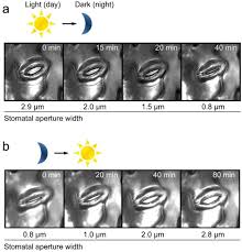 Each pair of guard cells and the regulated pore they enclose, known as a stoma or stomate, provides a conduit for atmospheric photosynthetic gas exchange (co 2 uptake and o 2. Gaba Signalling In Guard Cells Acts As A Stress Memory To Optimise Plant Water Loss Biorxiv