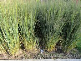 Image result for Panicum gilvum