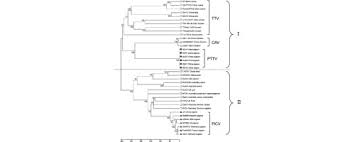 Click on a location of interest to launch that particular webcam website. Molecular Characterization Of Pigeon Torque Teno Virus Pttv In Jiangsu Province Sciencedirect