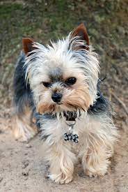 leo de waal park cape town yorkshire terrier yorkshire terrier hund terrier