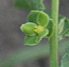 Image result for Phyllanthus maderaspatensis