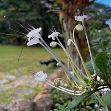 Image result for Clerodendrum incisum