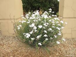Image result for Dietes
