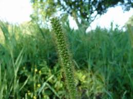 Image result for Setaria pumila