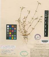 Image result for Cerastium octandrum