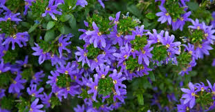 Image result for foto Vějířovka