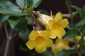 Ginkgo biloba, gingko, árbol de los cuarenta escudos o nogal del japón 1 es un árbol único en el mundo, sin parientes vivos. Planta Copa De Oro Allamanda Cathartica Cuidados Y Cultivo