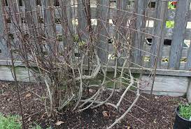 We did not find results for: Growing Clematis In Northern California Finegardening