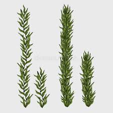 Two Seaweed Classic Underwater Grass Stock Vector Illustration Of Ocean Leaf 68422164 Pikbest has 190 seaweed vector design images templates for free. two seaweed classic underwater grass