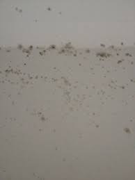 It has always been recommended that a. Mould On Bedroom Walls Ceiling Mumsnet