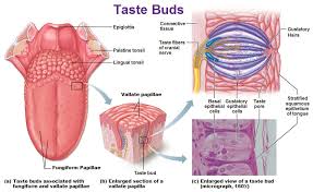 Taste Bud Google Search Tongue Taste Buds Sensory
