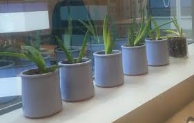 Re Using La Fermiere Yoghurt Jars As Pots For My Baby Aloe Vera Plants Diy Flower Pots Jar Crafts Recycled Glass