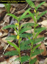 Image result for Chamaecrista gracilior