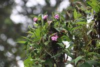 Image result for Ipomoea involucrata