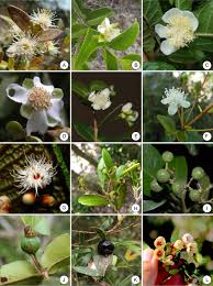 Image result for Myrtaceae