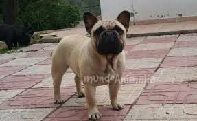 Bulldog Frances Perros Mundoanimalia Com Roy kraemer, a vet with over 20 years of experience and a recognized authority in treating bulldogs and french bulldogs. bulldog frances perros