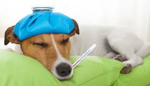 Comment savoir si on commence une dépression ? Que Faire Si Mon Chien A De La Fievre Dois Je M Inquieter