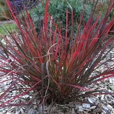 Image result for Andropogon