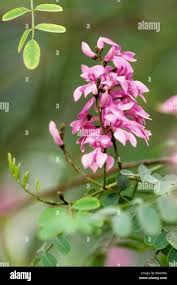 Image result for Indigofera dyeri