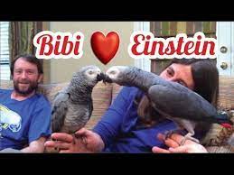 Einstein The Parrot Meets Bibi The Bird - Youtube Einstein Parrot African Grey Parrot Parrot