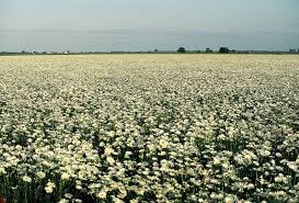 Production Fields Wild Seed How To Dry Basil Wild Flowers