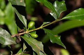 Image result for Coffea mufindiensis