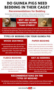 Pin On Guinea Pig Care