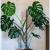Tropical plants are some of the prettiest indoor plants, and they're easy houseplants too. 1