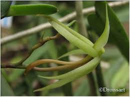 Image result for Angraecum moandense