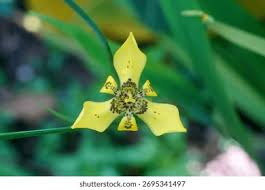 Image result for Iridaceae